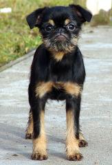 Belgischer Griffon, Brüsseler Griffon, Griffon Petit Brabancon
