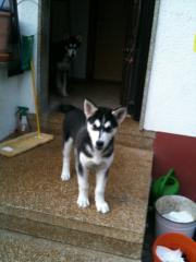 Süßer Husky Welpe Rüde sucht ein liebevolles zuhause