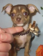 Chihuahua - Welpe in Schoko - Tan mit weiß aus deutscher Zucht