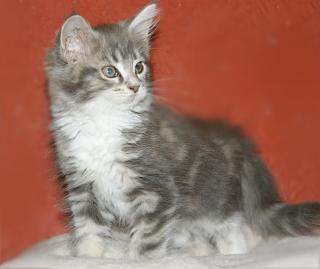 Tini sucht ein schönes Heim -