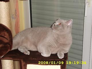 BKH Kater lilac