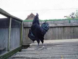 Cemani- Hennen