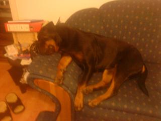 Rottweilerhündin sucht liebevolles zu Hause