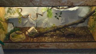 Königspython Terrarium zu Verkaufen