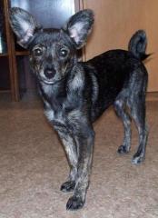 Mischlingshund / w