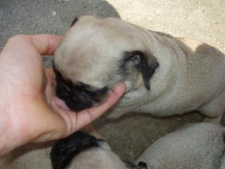 Mops Welpen