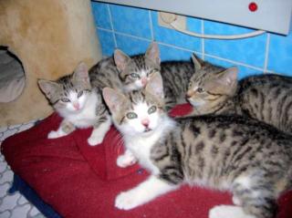 Katzenbabys in verantwortungsvolle Hände zu vermitteln
