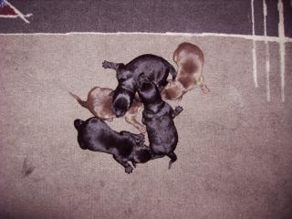 Labrador / Border Collie Mix Welpen