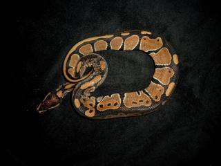 Königspython 100 het albino caramel-albino