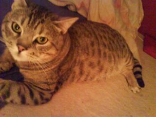 Süßer lieber Bengal Kater.