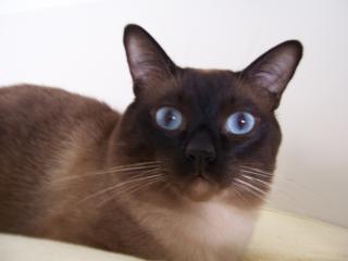 Siam Deckkater gesucht