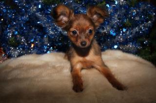 Russische Toy Terrier Welpe