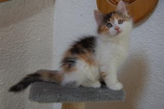 Sibirische Katze of liuhidi