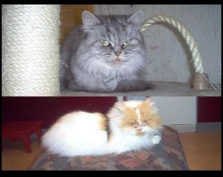 Perserkatzen