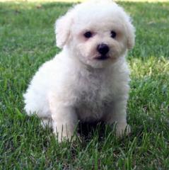 Bichon Frise