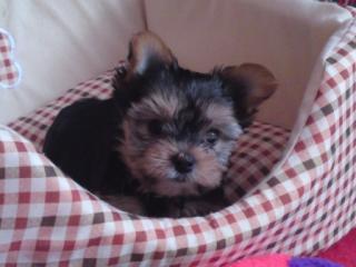Yorkshire terrier yorki welpen