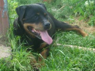 Rottweiler in Not