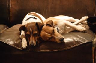 2 hübsche Jack-Russel-Damen