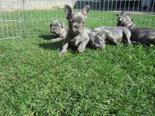 Französische Bulldogge Welpen Blue/ Blau mit Papieren