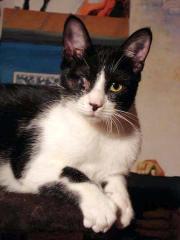 Kater Carlos hat ein Auge verloren.