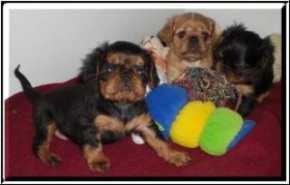 King charles spaniel