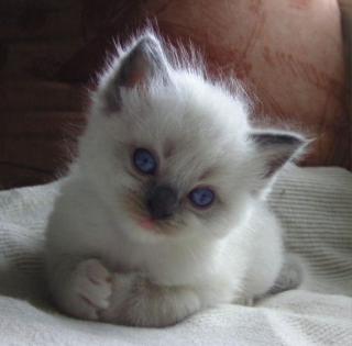 Ragdoll Kitten abzugeben