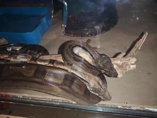Boas suchen ein neues zu Hause