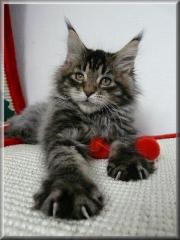 Maine Coon Babys mit Schmuseabitur abzugeben