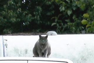 Katze BKH/Kartäuser grau, halber Schwanz seit 25. 11. 2021 Troisdorf-Bergheim