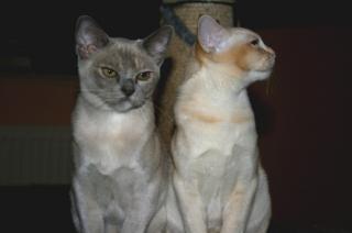 2 süße Burma Burmesen Kitten weibl. Farben creme u. lilac-tortie sofort abgab
