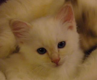 Kleiner Birma-Kater sucht neuen Wirkungskreis