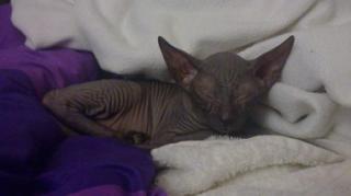 Süsse don sphynx Kittin sucht Liebesvolles Zuhause