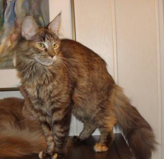 Farbenfrohe Maine Coon Maus