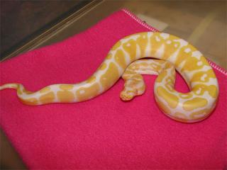 Verkaufe meine 1. 1 Albino KönigsPython Regius