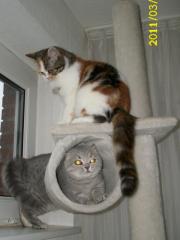 Schöne Britisch Kurzhaar Katzen