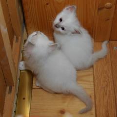 Heilige Birma-Kitten mit Papiere