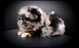Teacup Pomeranianhündinnenwelpewelpen merle