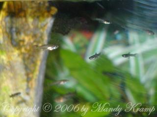 Verkaufe hier meine Nachzuchten der Guppys und Segelkärpflinge