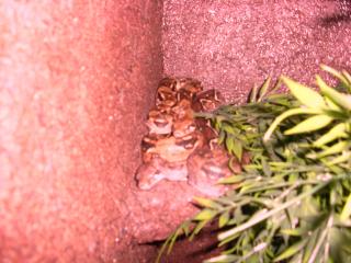 Hallo habe zwei boa constrictor imperator honduras abzugeben