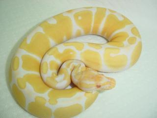 Verkaufe meine 1. 1 Albino Königs
