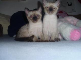Süße siam kitten