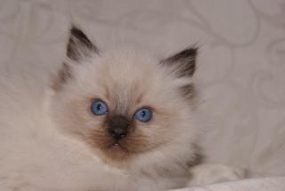 Ragdollkitten - Unser Papa ist Amerikaner