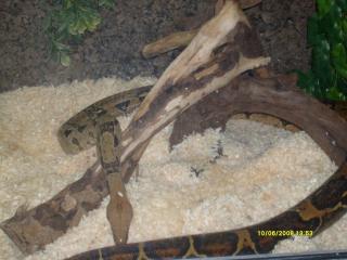 Boa constrictor imperator