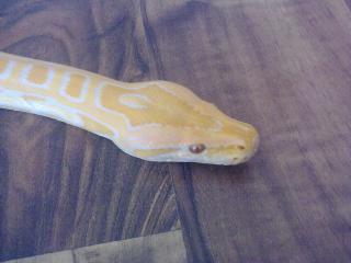 Albino Tigerpython mit Terrarium