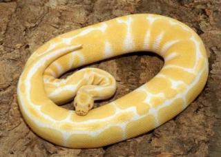 Piebald KönigsPython Regius zu verkaufen