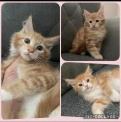Wunderschöne reinrassige XXL Maine Coon Red Tabby Red White Tabby Katzen Kitten