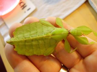 1. 1 Phyllium sp. Philippinen