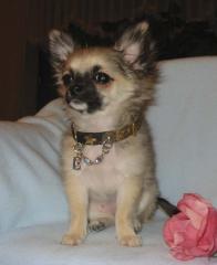 Chihuahua -Welpen, Lang- und Kurzhaar, aus seriöser Zucht