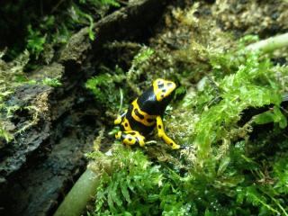Pfeilgiftfrösche Dendrobates leucomelas Jungtiere abzugeben.