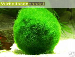 Mooskugel Moosball 2-4cm oder 4-6cm nur 1, 00 Euro